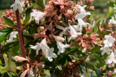 Abelia-X-Grandiflora-MIC3113