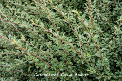 Cotoneaster-Coral-Beauty-MIC_3088