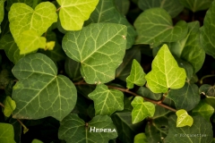 Hedera-MIC7169-All-1