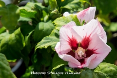 Hibiscus-Syriacus-Hamabo-MIC_3125