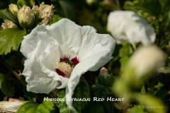 Hibiscus-Syriacus-Red-Heart-MIC_3180