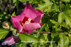 Hibiscus-Syriacus-Woodbridge-MIC_3151