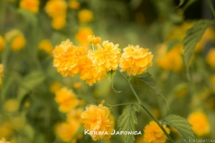 Kerria-Japonica-MIC6825