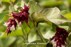 Leycesteria-Formosa-MIC6822