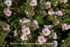 Potentilla-fruticosa-Rose-D’Orléans-MIC_3127