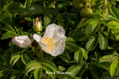 Rosa-Rugosa-MIC6824