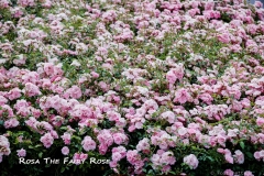 Rosa-The-Fairy-Rose-DSC_5311-2