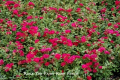 Rosa-The-Fairy-Rose-Foncé-DSC_5296-2