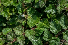 Rubus-MIC_3209