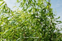 Salix-Tortuosa-MIC_3204