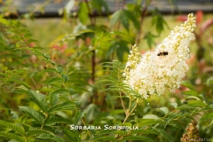 Sorbaria-Sorbifolia-MIC6814