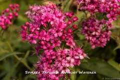Spiraea-Japonica-Anthony-Waterer-MIC6823