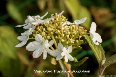 Viburnum-Plicatum-Watanabe-MIC6807