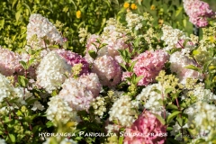 hydrangea-Paniculata-Sundae-fraise-MIC7169-All-7