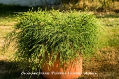 Chamaecyparis-Pisifera-Filifera-Aurea-MIC7168