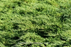 Juniperus-Pfitzeriana-Vert-MIC7200