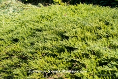 Juniperus-Sabina-Rockery-gem-MIC7198