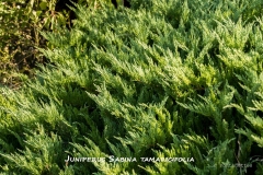 Juniperus-Sabina-tamaricifolia-MIC7202