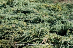 Juniperus-Squamata-Blue-Carpet-MIC7199