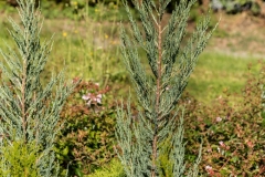 Juniperus-Virginia-Blue-Arrow-MIC7193