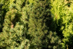 Picea-Conica-Glauca-MIC7194