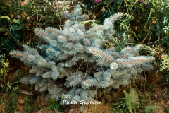 Picea-Globosa-MIC7163