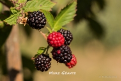 Mure-Géante-MIC7243