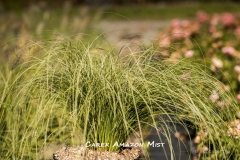 Carex-Amazon-Mist-MIC7227