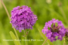 Verberna-Rigida-Venosa-Deep-Lilac-_MIC6874